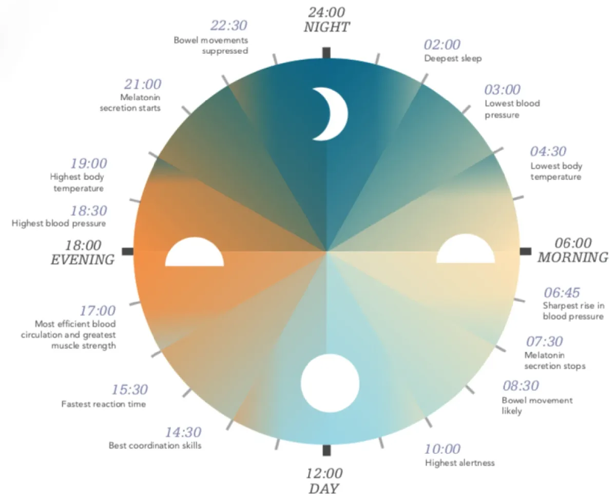 The circadian clock over 24 hours, marking melatonin onset at 21:00, deepest sleep at 02:00, lowest body temperature at 04:30 and highest alertness at 10:00